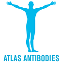 atlas antibodies